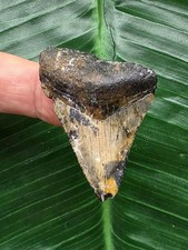 4,5 cm gemusterter Zahn des