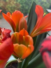 Große Buschlilie  Clivia Miniata Grün-Hals