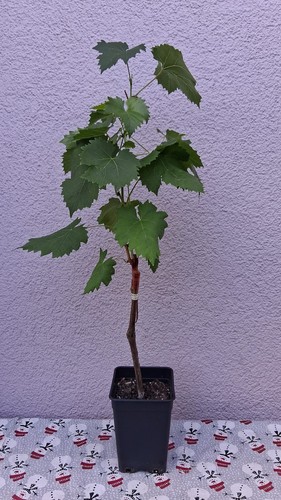 Weinreben tafeltrauben die - weinreben, tafeltrauben,
