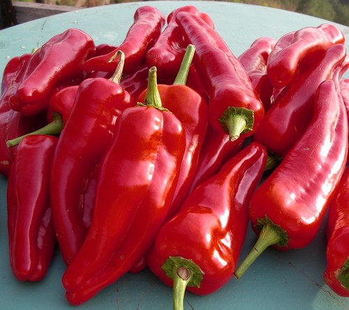 Paprika marconi rot samen - 5+,
