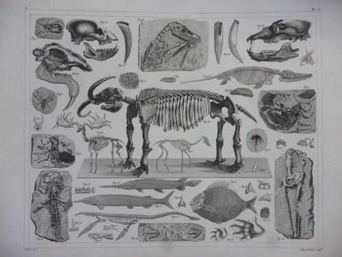 Orig stahlstich fossilien - stahlstich:,