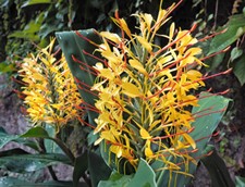 SAMEN Schmetterlingsingwer großartiger Schmetterlings-Ingwer Hedychium gardneri
