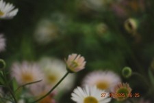 Opteka TM MC 500mm f/8