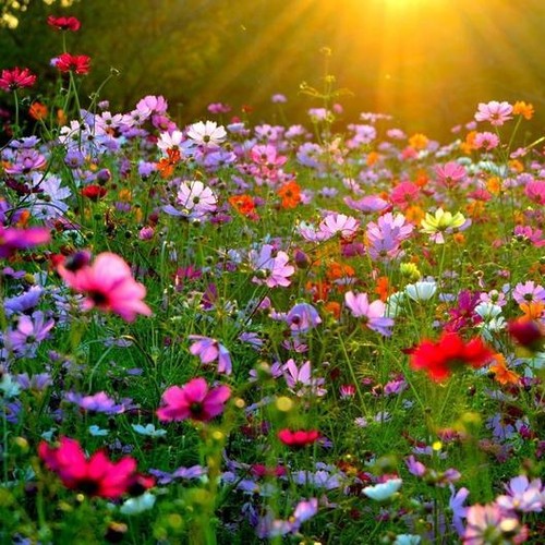 100 wildblumensamen mischung - 100,
