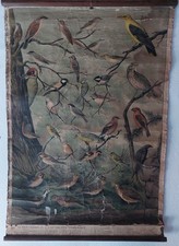 Zwei antike Roll-Wandbilder für die Schule, Vogelkunde / Ornithologie