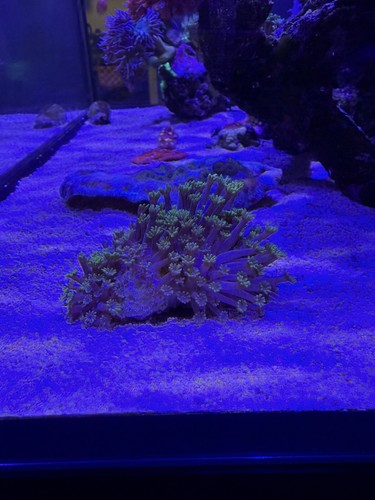 Aquarium deko koralle - deko,
