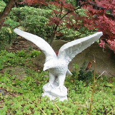 Adler rechts Steinadler