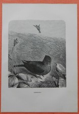 Feldlerche - (alauda, arvensis)