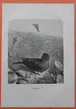  Feldlerche (Alauda arvensis) Ackerlerche   Steindruck 1883 Ornithologie 