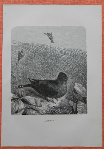 Feldlerche - (alauda, arvensis)