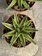 Agave victoria reginae