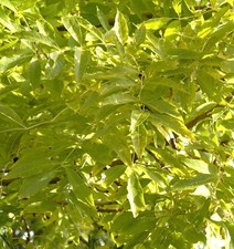 Hochstamm Gemeine Esche