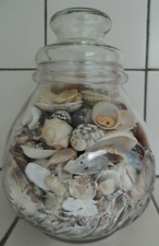 großes Bonbonglas gefüllt mit großen/kleinen Muscheln/ Schnecken