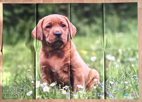 Riesen tier poster hund - riesen-tier-poster,