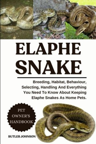 Elaphe snake breeding - elaphe,