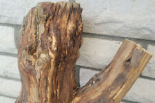 +Terrarium  Deko Ast Echtholz Naturmaterialien zum Basteln-kreativen Gestalten