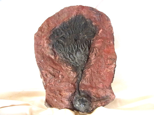 Sehr schöne fossile seelilie - sehr,