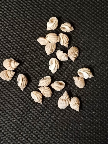 Muscheln zum - muscheln,