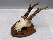 REH REHBOCK GEWEIH AUF SCHILD HOLZPLATTE ca 25cm