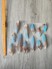 12 hellblaue türkise Federn ?? Papageienfeder Ara Vogelfeder Traumfänger blau 