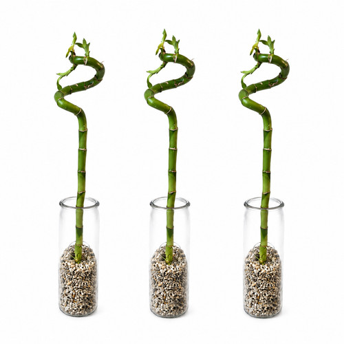 Lucky bamboo 3er set - lucky, 3er-set