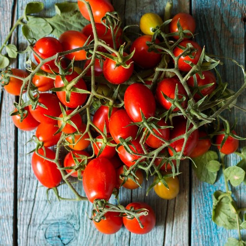 Tomate piennolo del vesuvio - tomate,