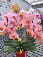 Taiwan Orchidee Phalaenopsis