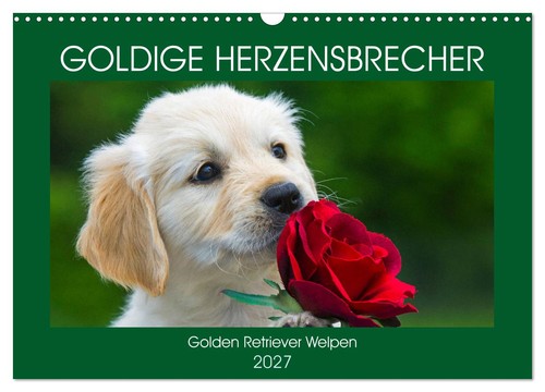 Goldige herzensbrecher - goldige,