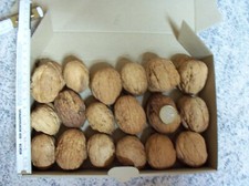 Walnuß  Walnuss  18 Paare Walnussschalen, Walnusshälften Nr. 6