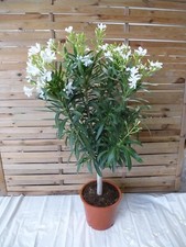 XXL Oleander - Hochstamm - 150 cm - WEIß- großer Topf 34 cm Ø - Nerium oleander