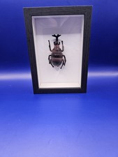 Hirschkäfer im Bilderrahmen