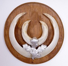 Schöne  Wildschweinzähne