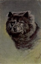 Künstler Ak Chow Chow, Hundeportrait - 11222981