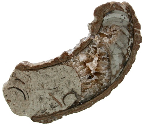 Silur cyrtoceras sp - ,