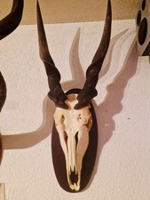 Eland (Taurotragus oryx)