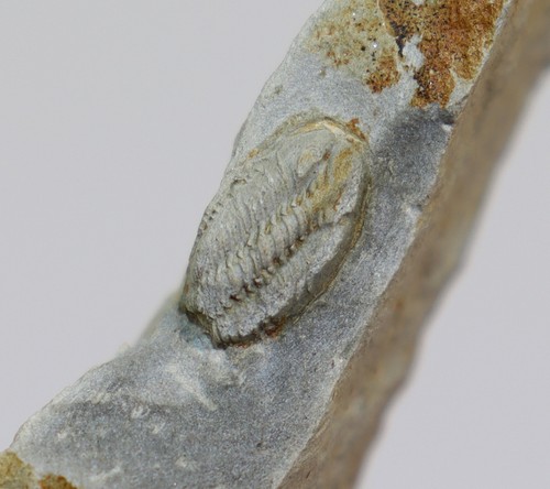 Trilobit acastoides - trilobit,,