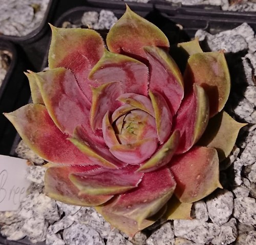 Sempervivum breeze 1 - "breeze",