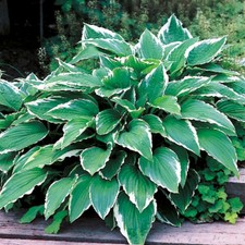 Funkie Hosta Knolle
