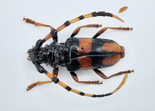 Cerambycidae trachyderes - cerambycidae,,