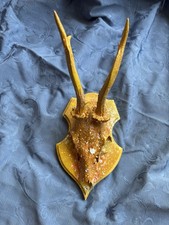 Echtes Rehgeweih Deko Ringe Oder Kettenhalter