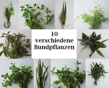 Starter-Set 2 für Aquarien 100-120L Wasserpflanzen Sortiment Aquarienpflanzen