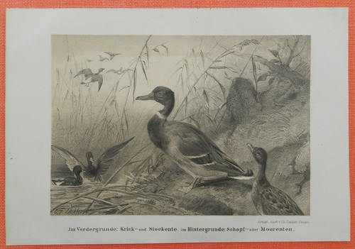 Krickente stockente schopfente - krickente,