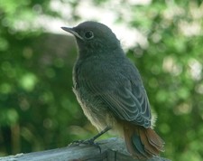 Schultasche Aktentasche Lehrertasche Leder Hamosons Modell 600 in cognac
