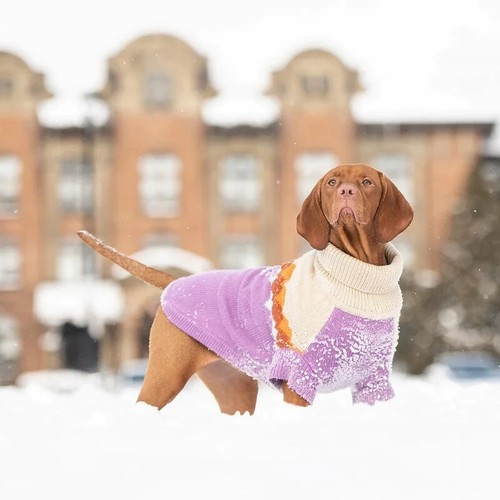Hundepullover pulli großer - hundepullover,
