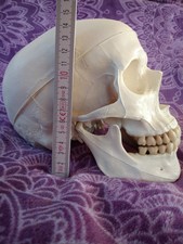 Schädel Mensch Modell