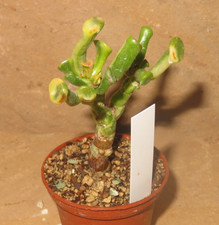 Crassula argentea cv Gollum Yellow variegata EB-CR201 Geldbaum Sukkulente Bonsai