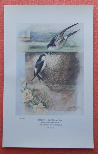 Mehlschwalbe delichon martin - mehlschwalbe,