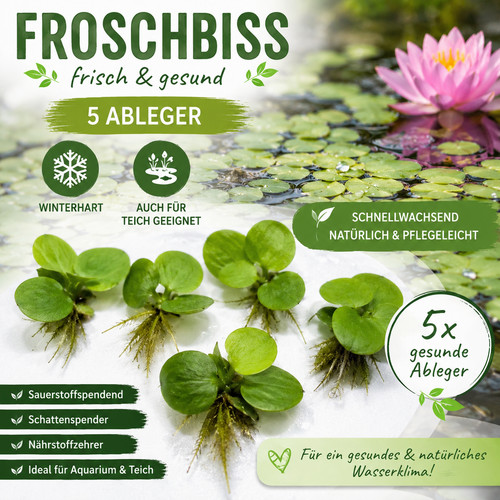 Froschbiss - 🌿5x,