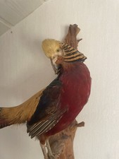 Goldfasan Ausgestopft