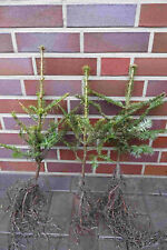  25st. Weisstanne Abies Alba 15-30cm Wurzelware Nadelgehölze Weisstannen